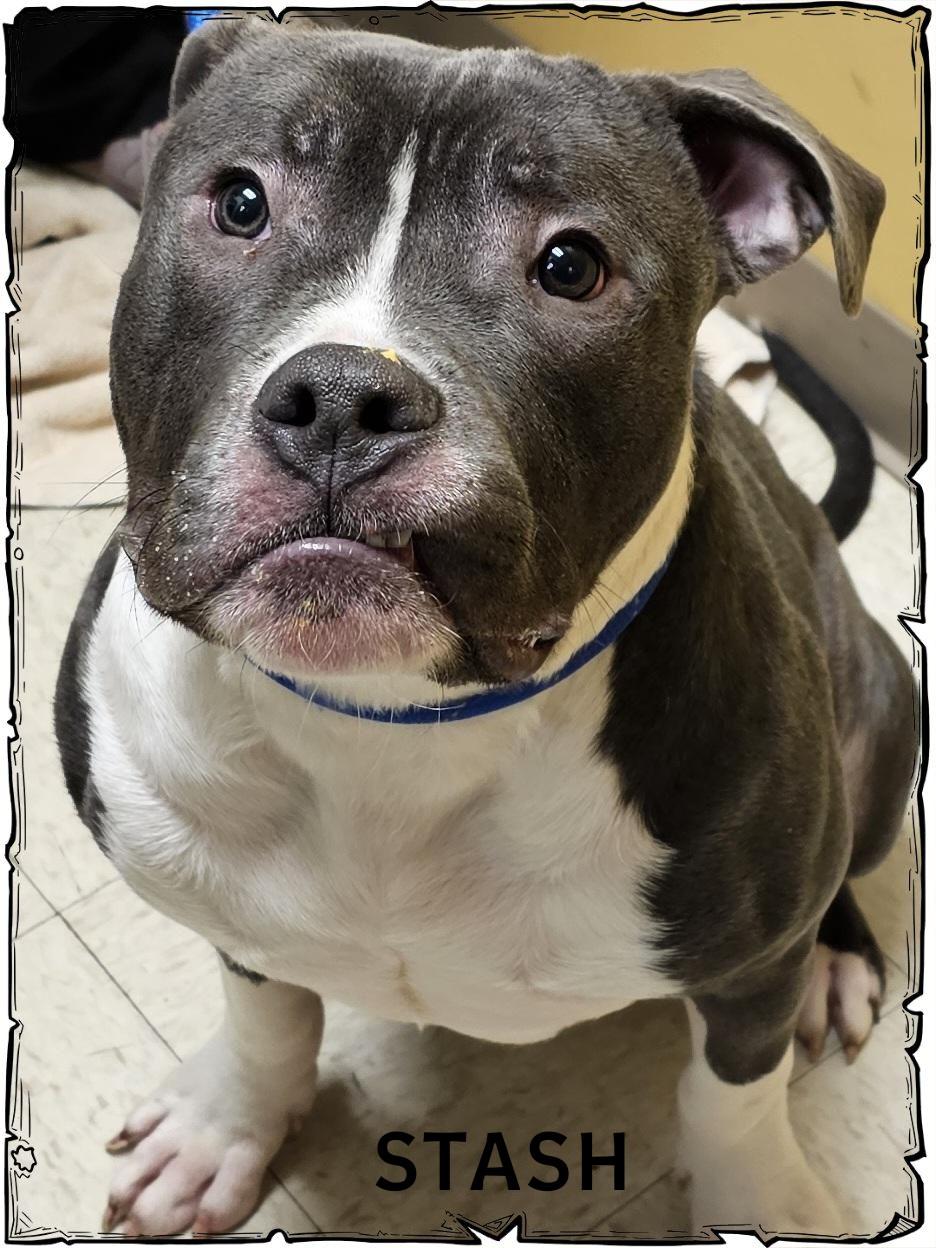 Enlarge Stash, a ADOPTABLE mixed breed in Whiting, IN image 3/3