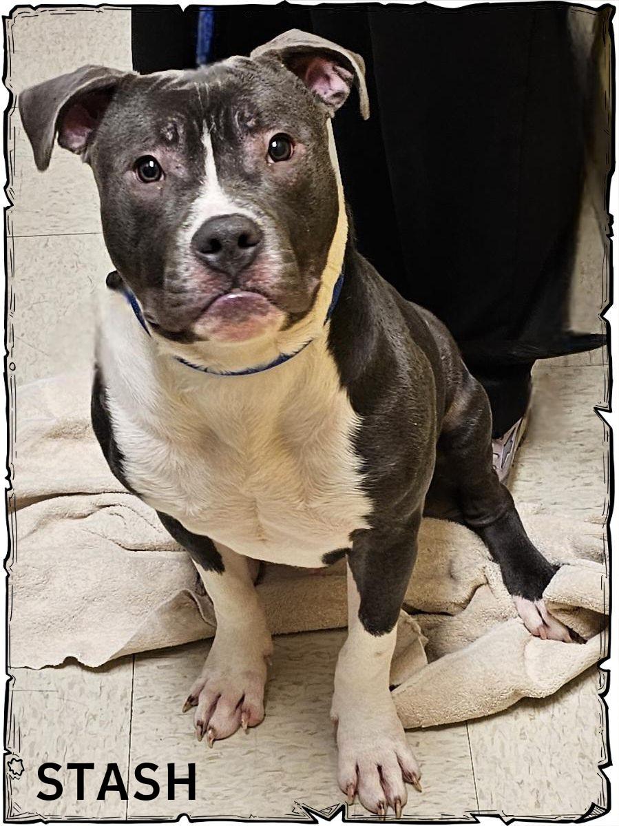 Enlarge Stash, a ADOPTABLE mixed breed in Whiting, IN image 2/3