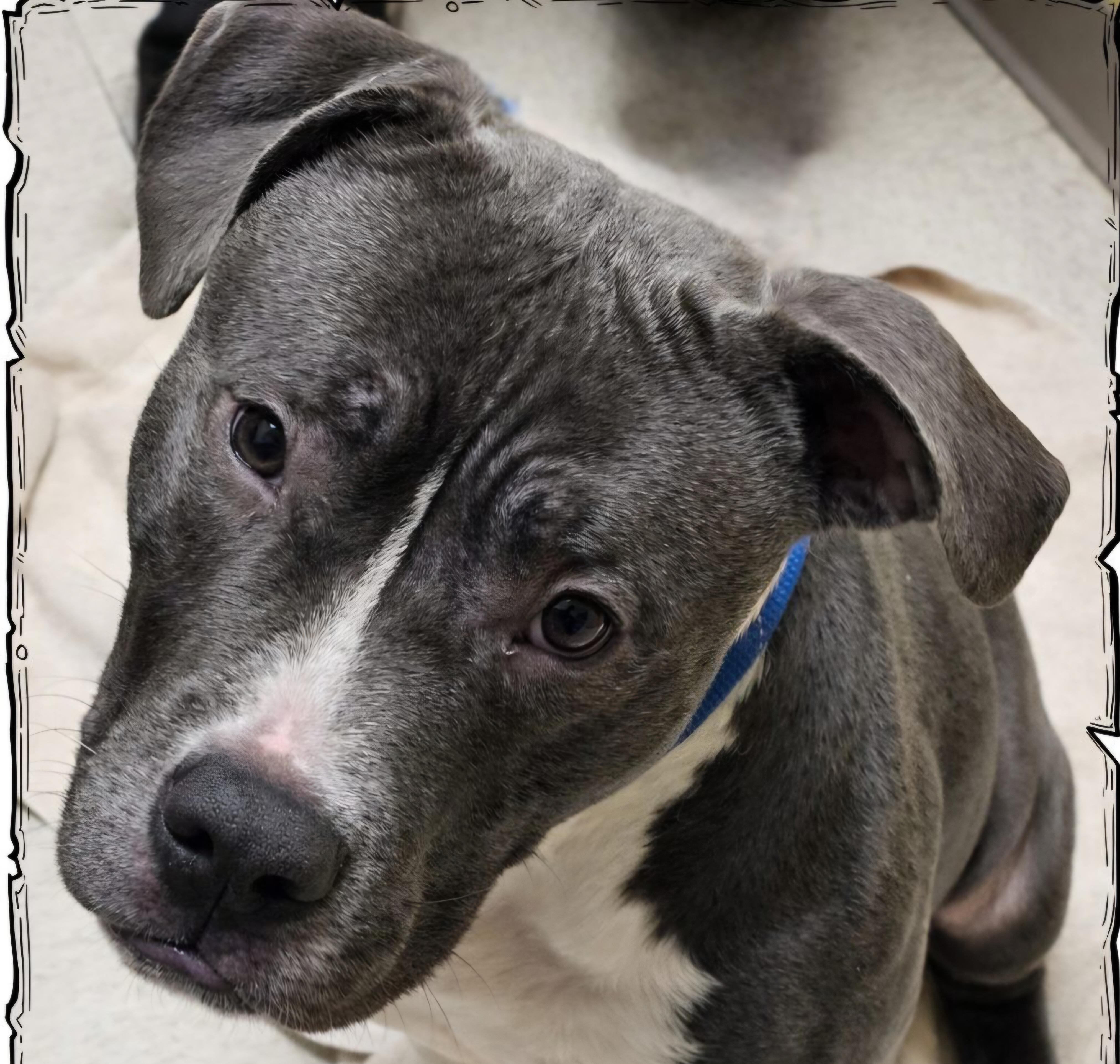 Enlarge Stash, a ADOPTABLE mixed breed in Whiting, IN image 1/3