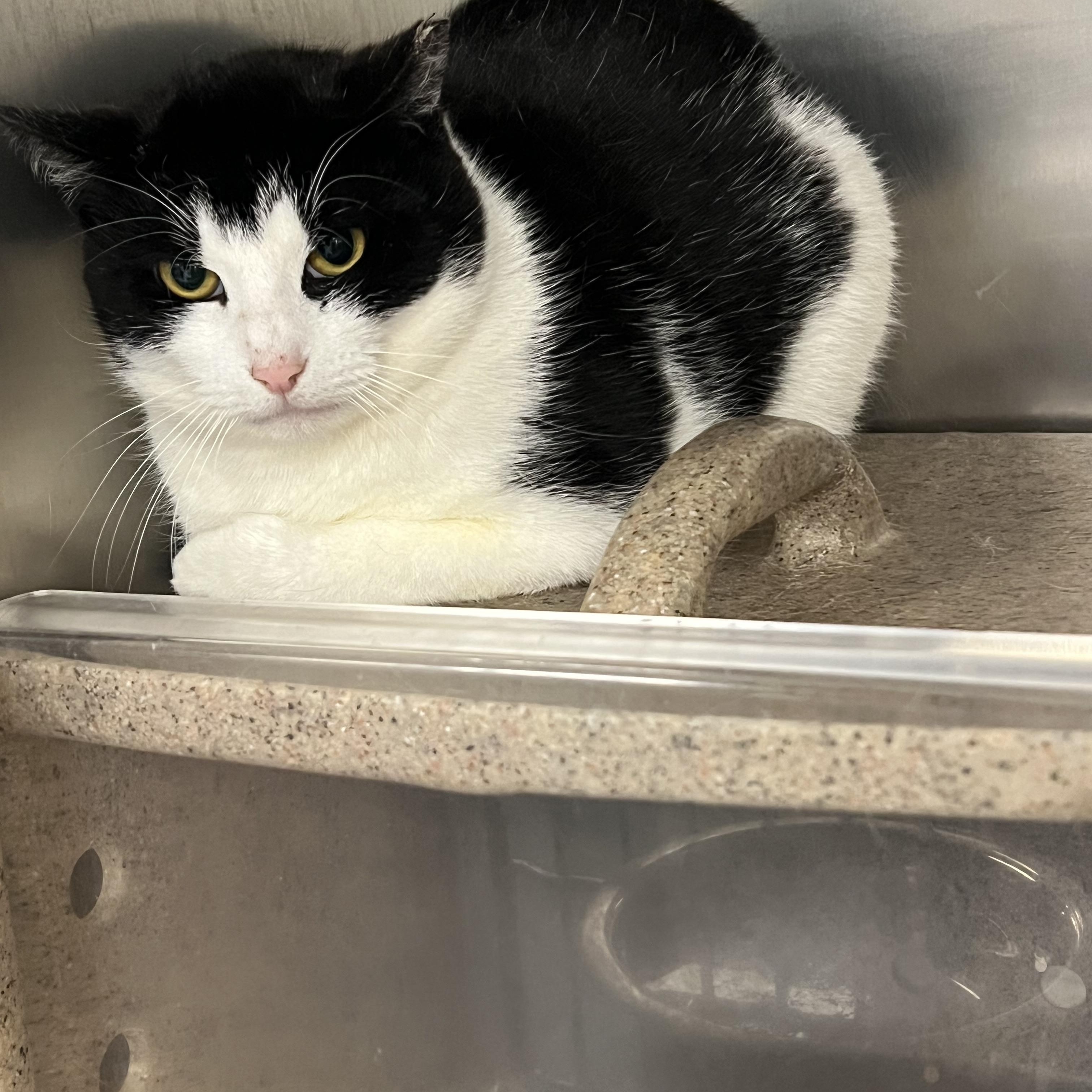 Enlarge Barnicle (working cat) *Adoption fee sponsored*, a Adoptable Domestic Short Hair in Berryville, VA image 1/1