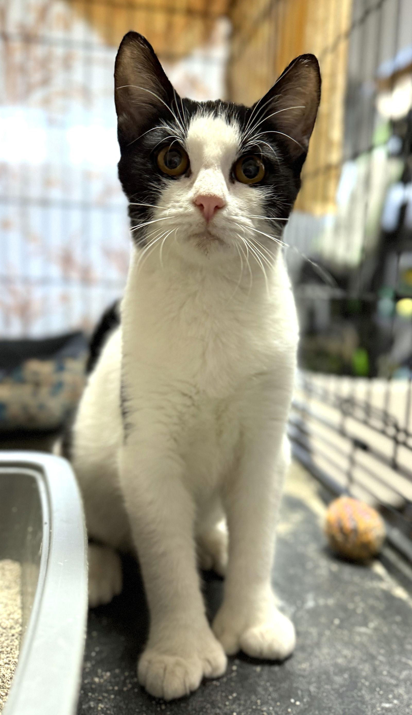 Pollyanna, a Adoptable mixed breed in St. Cloud, FL image 1/3