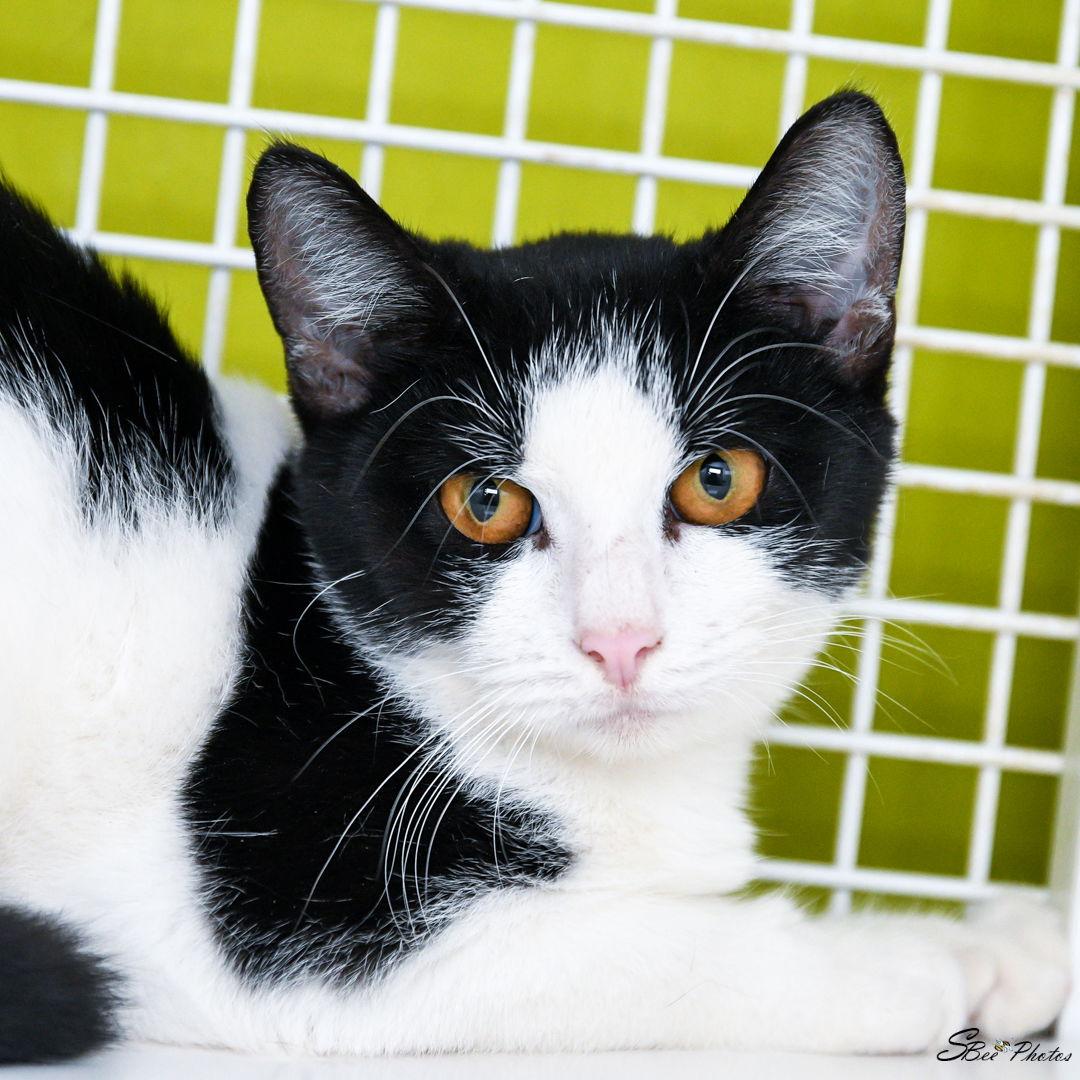 Pollyanna, a Adoptable mixed breed in St. Cloud, FL image 3/3