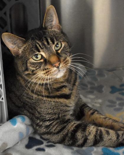 Brock, Adoptable, Adult Male Domestic Short Hair.