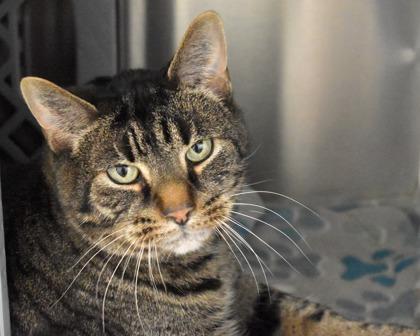 Enlarge Brock, a Adoptable Domestic Short Hair in West Seneca, NY image 2/3