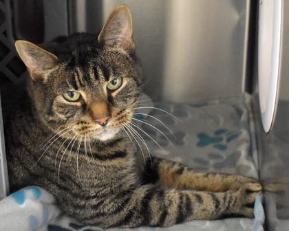 Enlarge Brock, a Adoptable Domestic Short Hair in West Seneca, NY image 3/3