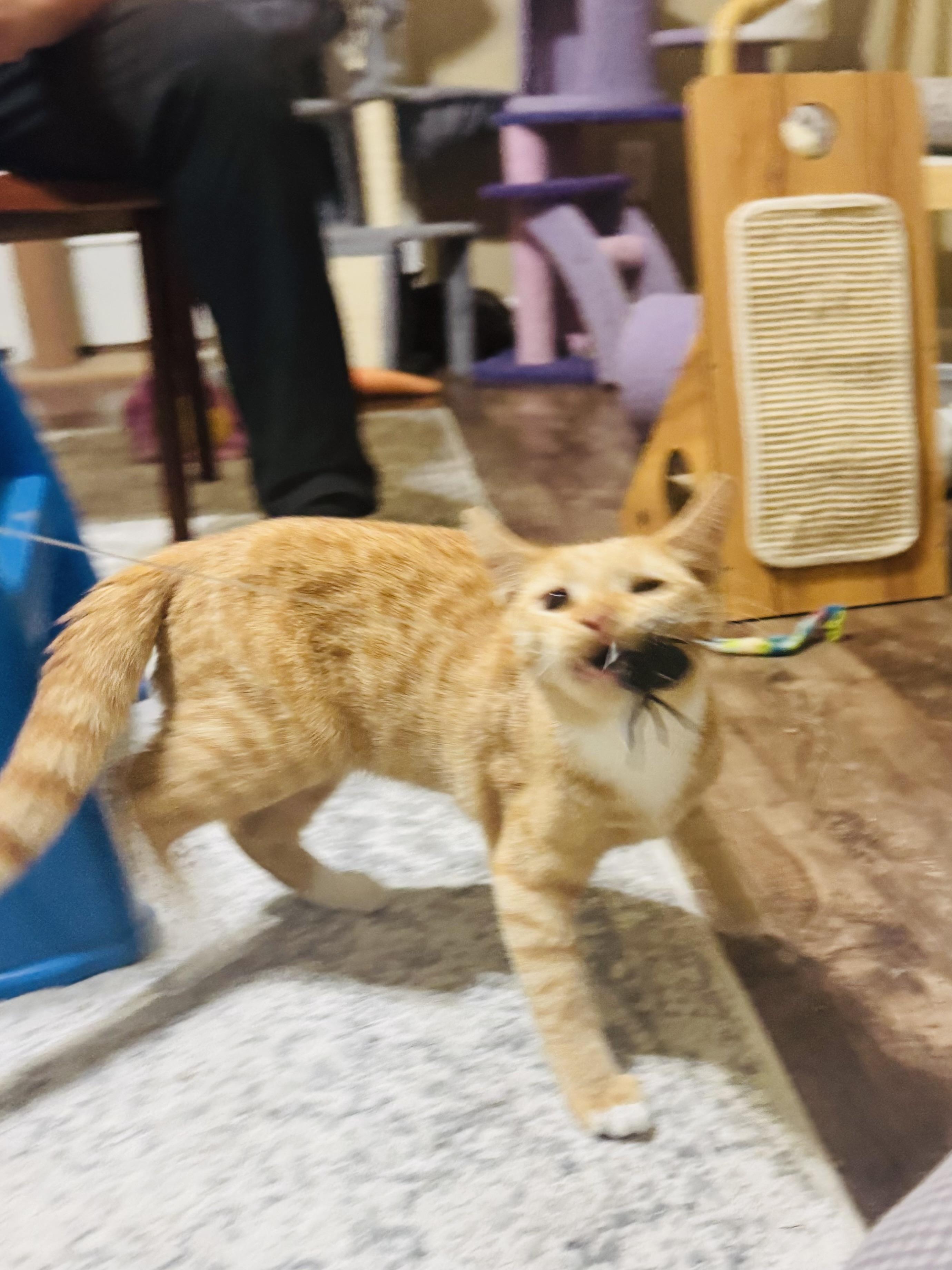 Elk, a Adoptable mixed breed in Mooresville, NC image 2/6