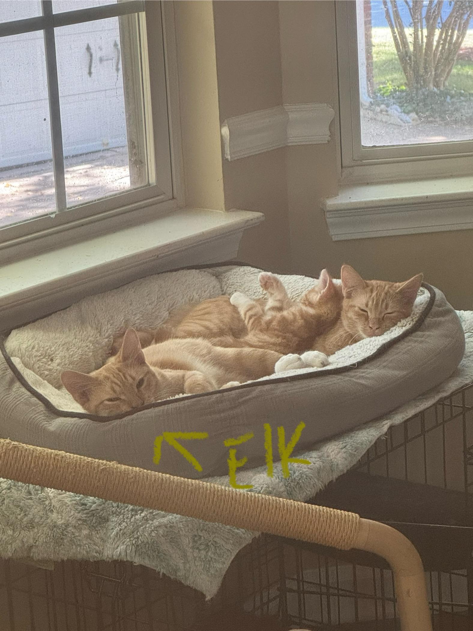 Elk, a Adoptable mixed breed in Mooresville, NC image 3/6