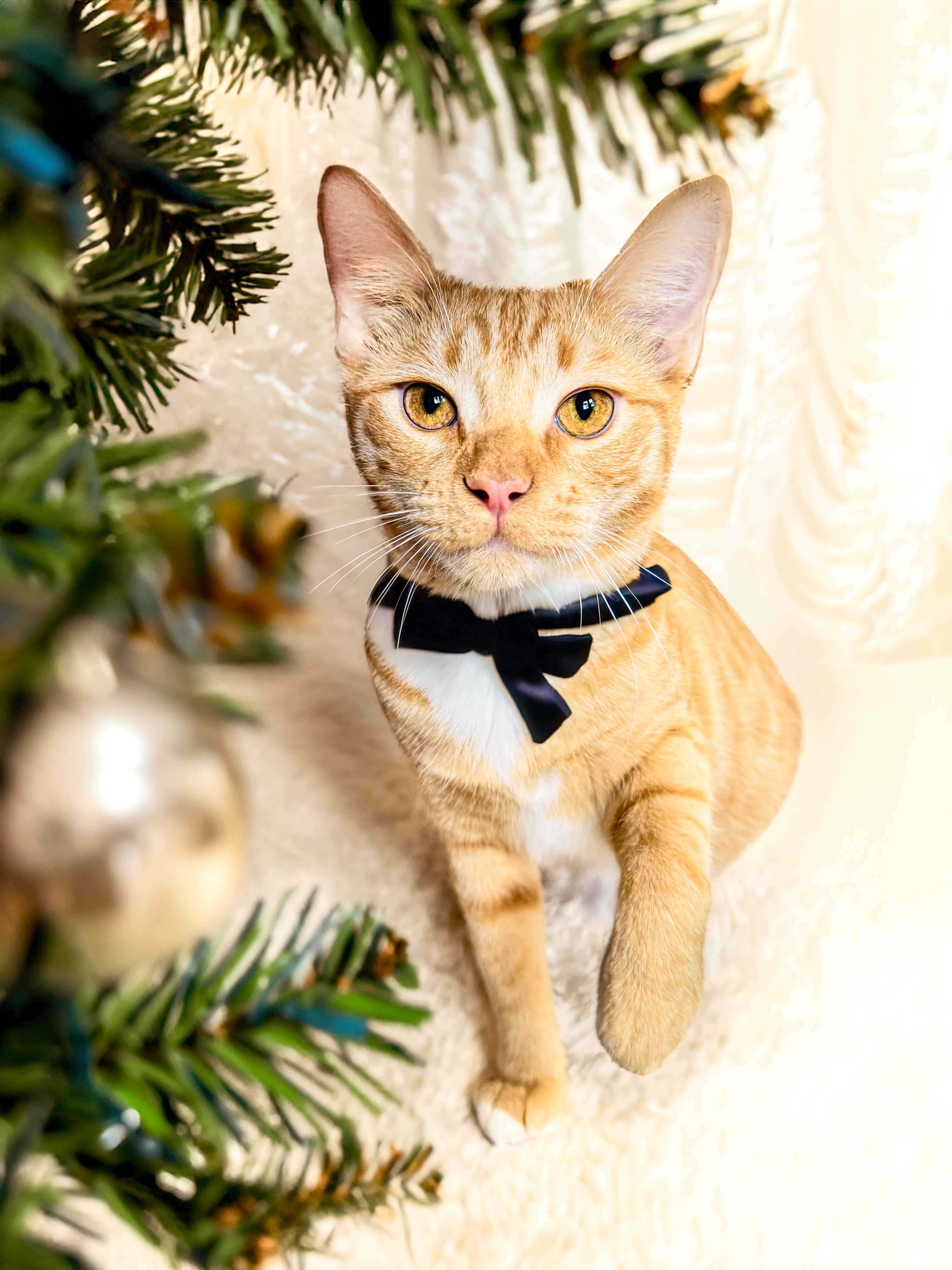 Elk, a Adoptable mixed breed in Mooresville, NC image 2/6