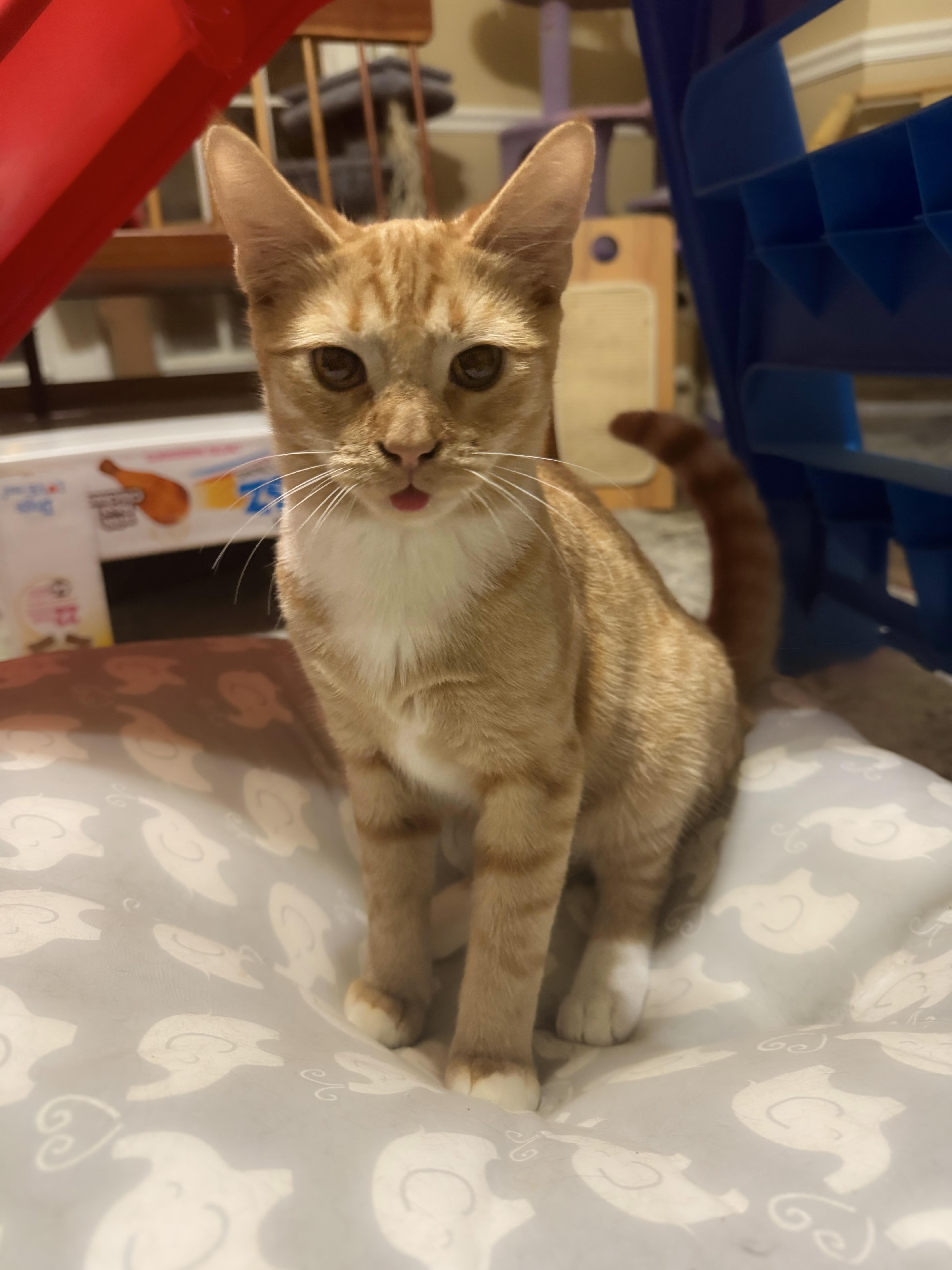 Elk, a Adoptable mixed breed in Mooresville, NC image 4/6