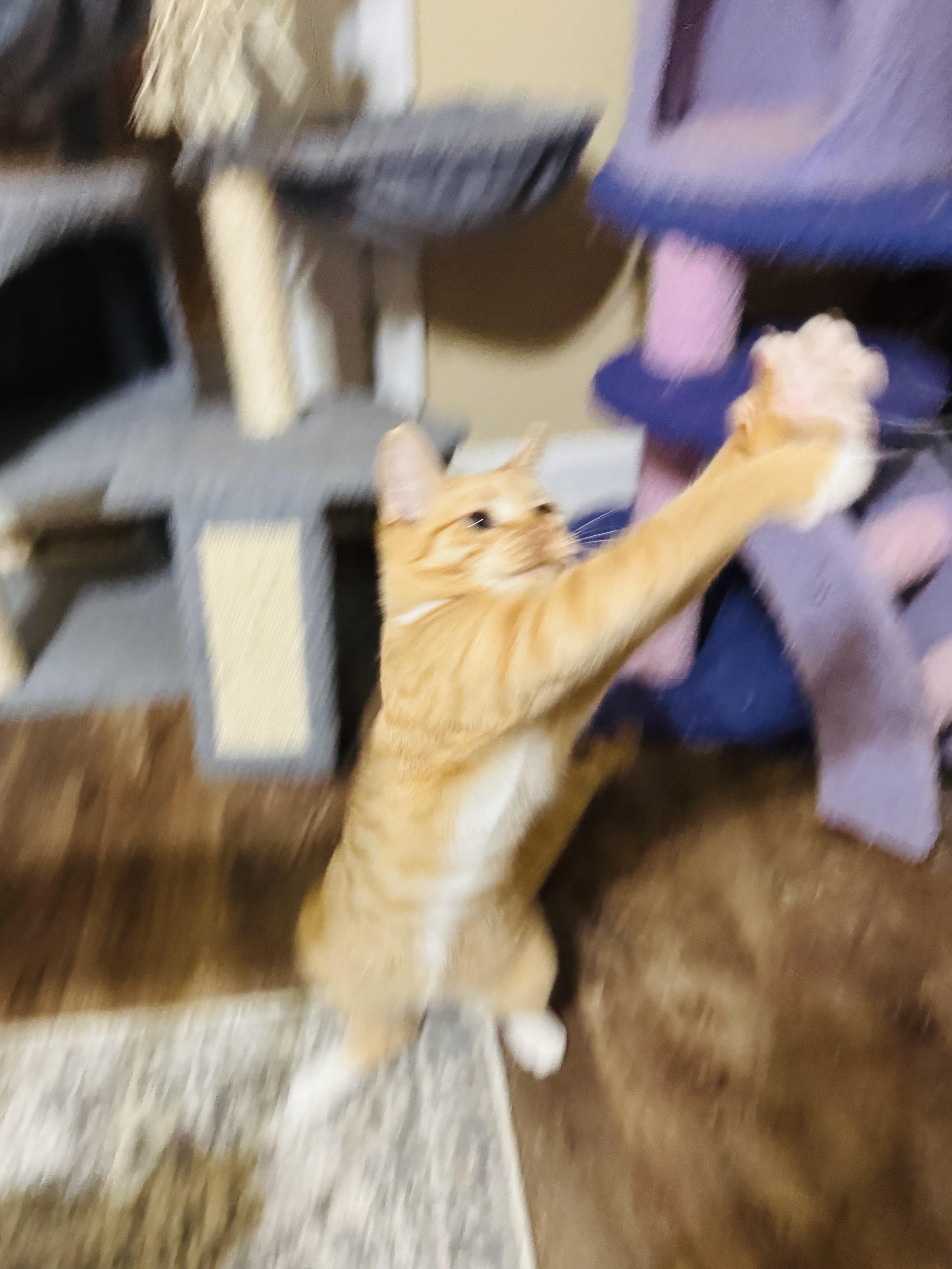 Elk, a Adoptable mixed breed in Mooresville, NC image 5/6