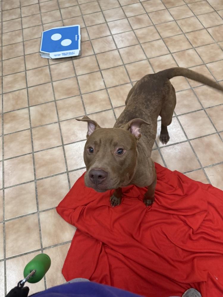 New York Strip, Adoptable, Young Male Pit Bull Terrier.