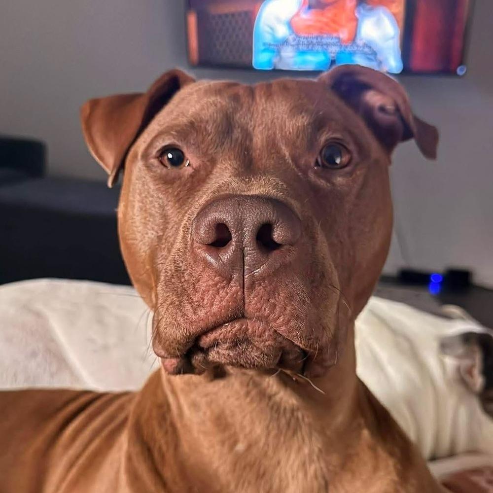 Enlarge New York Strip, a Adoptable mixed breed in Indianapolis, IN image 2/5