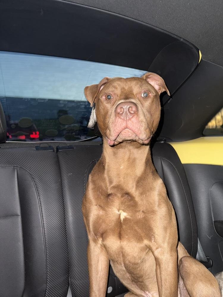 Enlarge New York Strip, a Adoptable mixed breed in Indianapolis, IN image 3/5