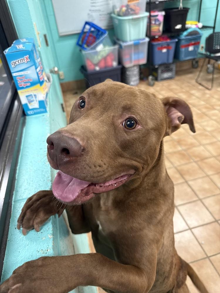 Enlarge New York Strip, a Adoptable mixed breed in Indianapolis, IN image 4/5