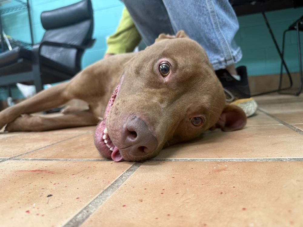Enlarge New York Strip, a Adoptable mixed breed in Indianapolis, IN image 5/5