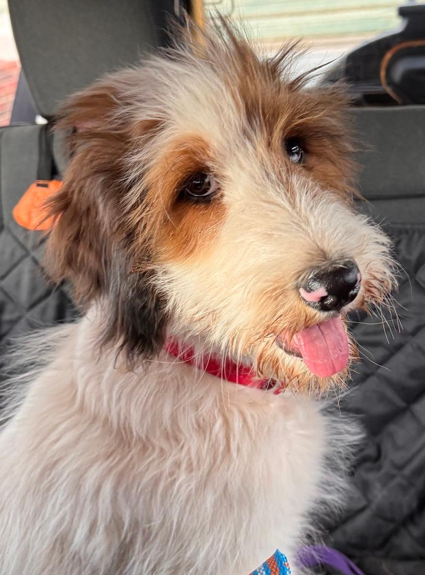 Princess Buttercup, adopted, Young Female Aussiedoodle.