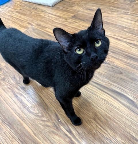 Camilla, ADOPTABLE, Adult Female Domestic Short Hair.