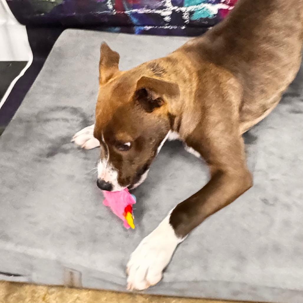 Mason, a Adoptable mixed breed in Franklin, NC image 1/6