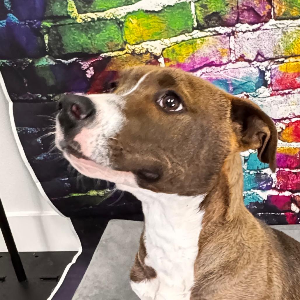 Mason, a Adoptable mixed breed in Franklin, NC image 2/6