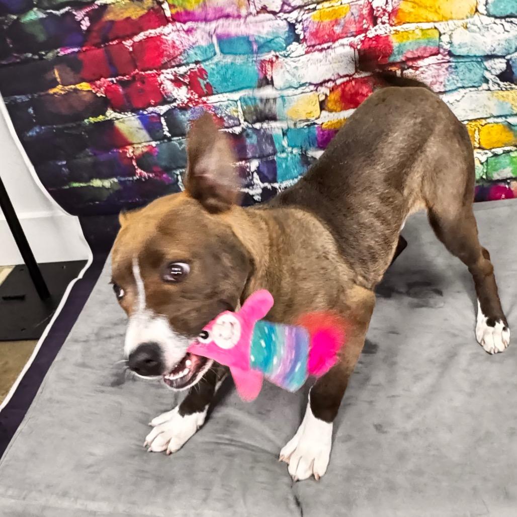 Mason, a Adoptable mixed breed in Franklin, NC image 3/6