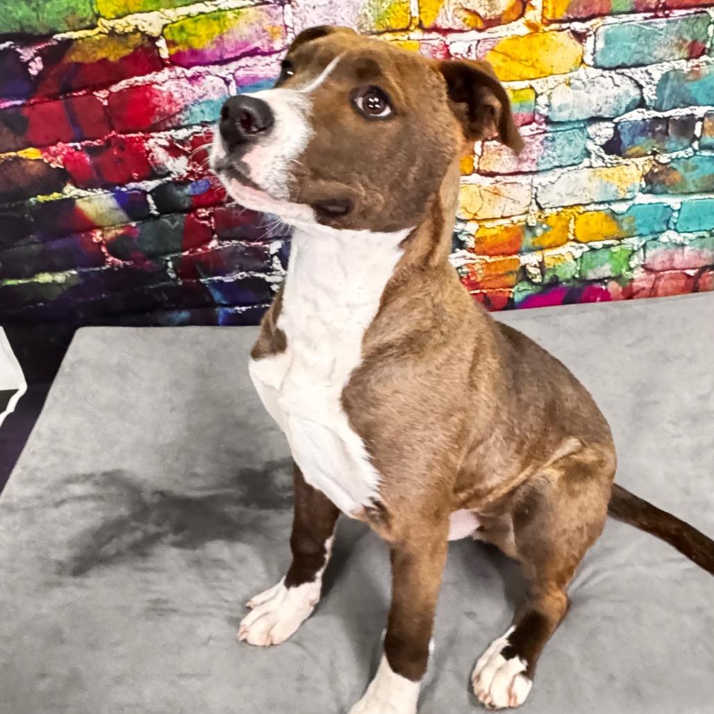 Mason, a Adoptable mixed breed in Franklin, NC image 4/6