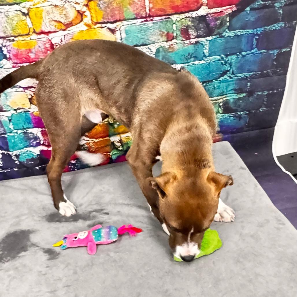 Mason, a Adoptable mixed breed in Franklin, NC image 5/6