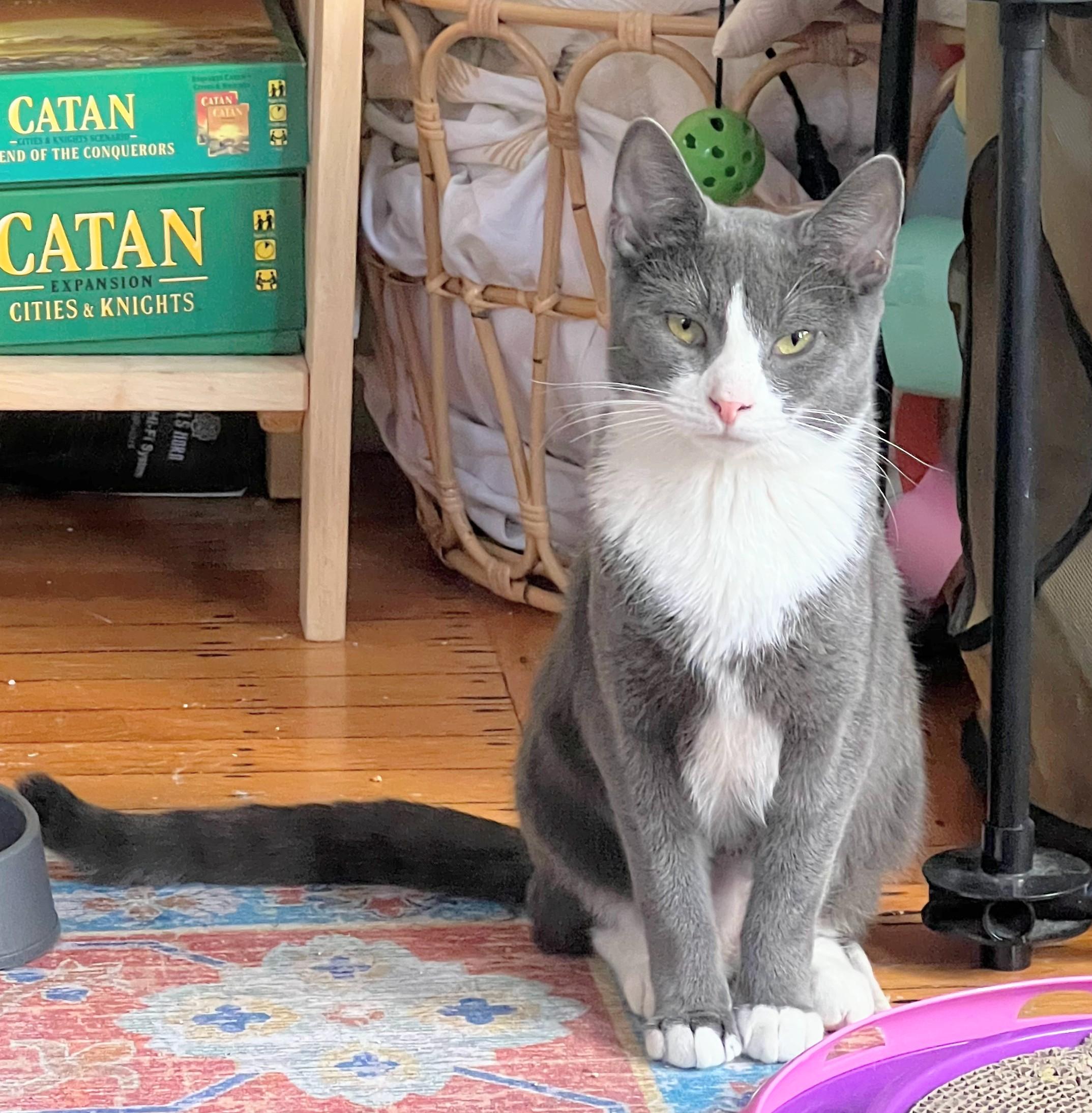 Enlarge Cider-- discounted adoption fee, a Adoptable Domestic Short Hair in Melrose, MA image 4/5