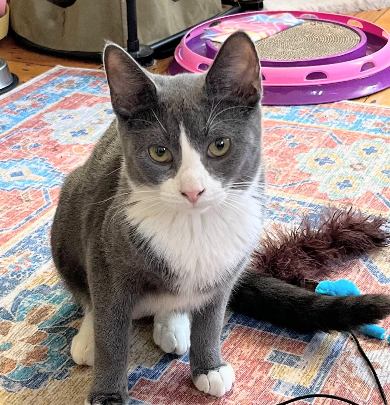 Enlarge Cider-- discounted adoption fee, a Adoptable Domestic Short Hair in Melrose, MA image 3/5