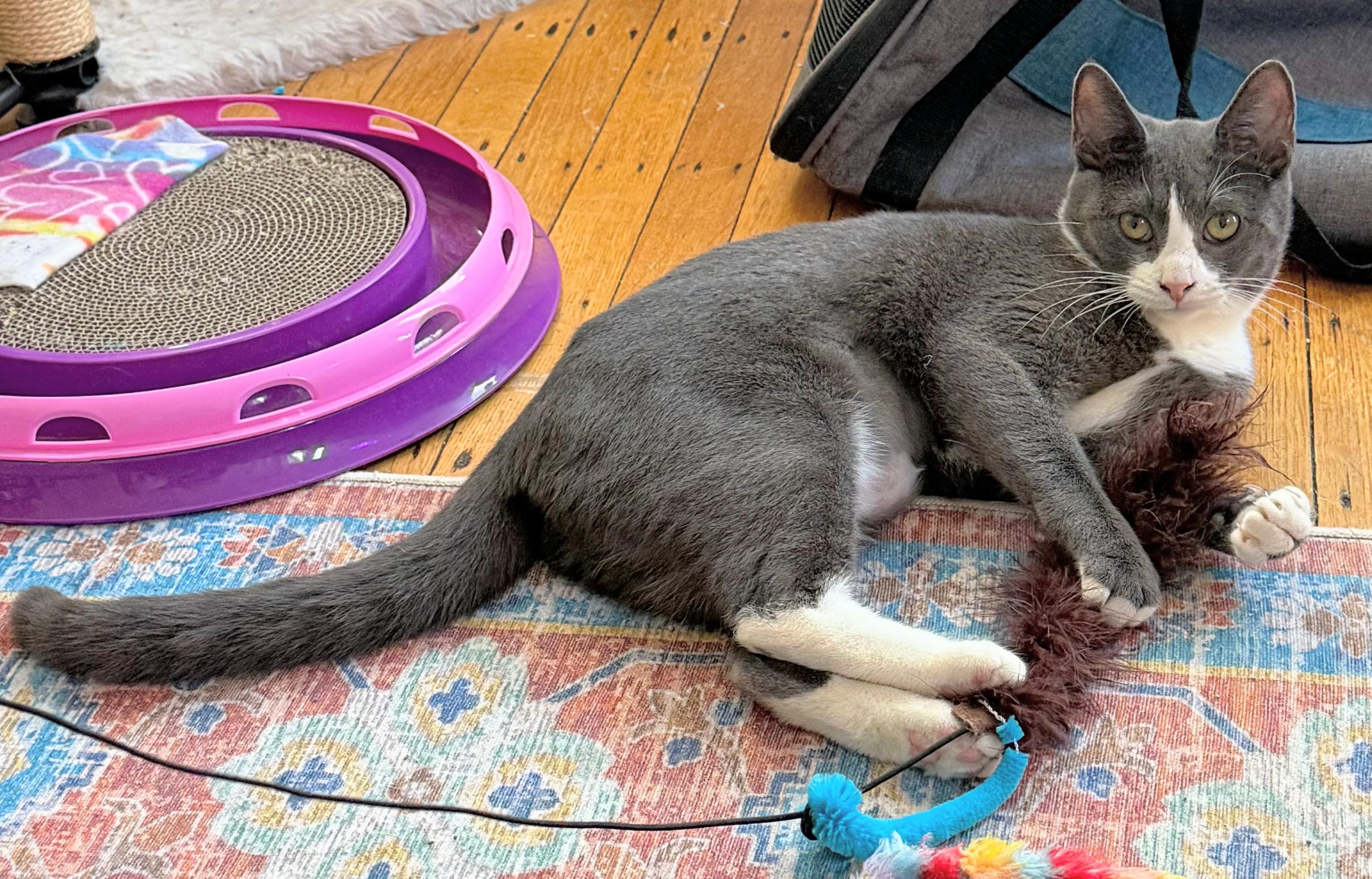 Enlarge Cider-- discounted adoption fee, a Adoptable Domestic Short Hair in Melrose, MA image 5/5