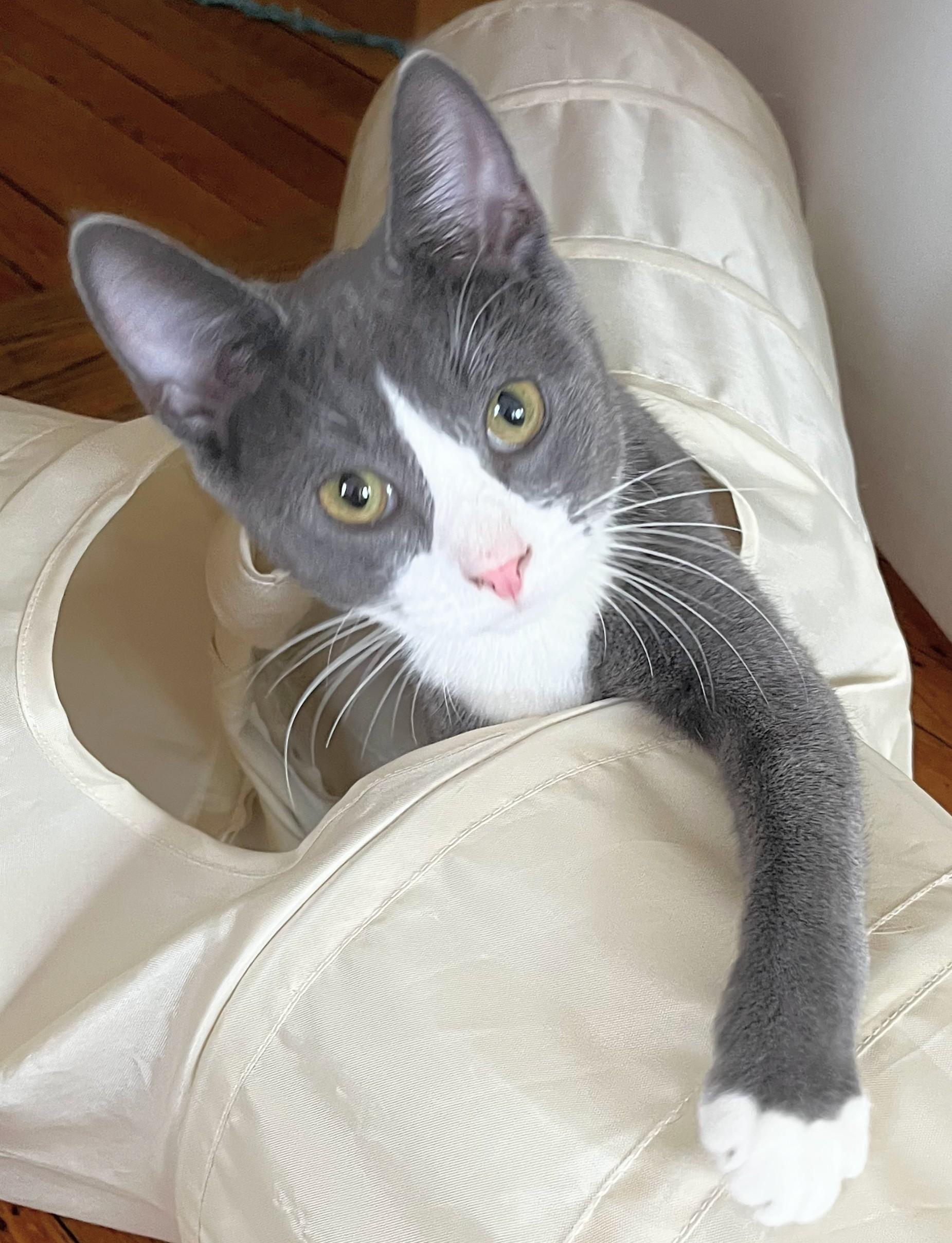 Enlarge Cider-- discounted adoption fee, a Adoptable Domestic Short Hair in Melrose, MA image 2/5