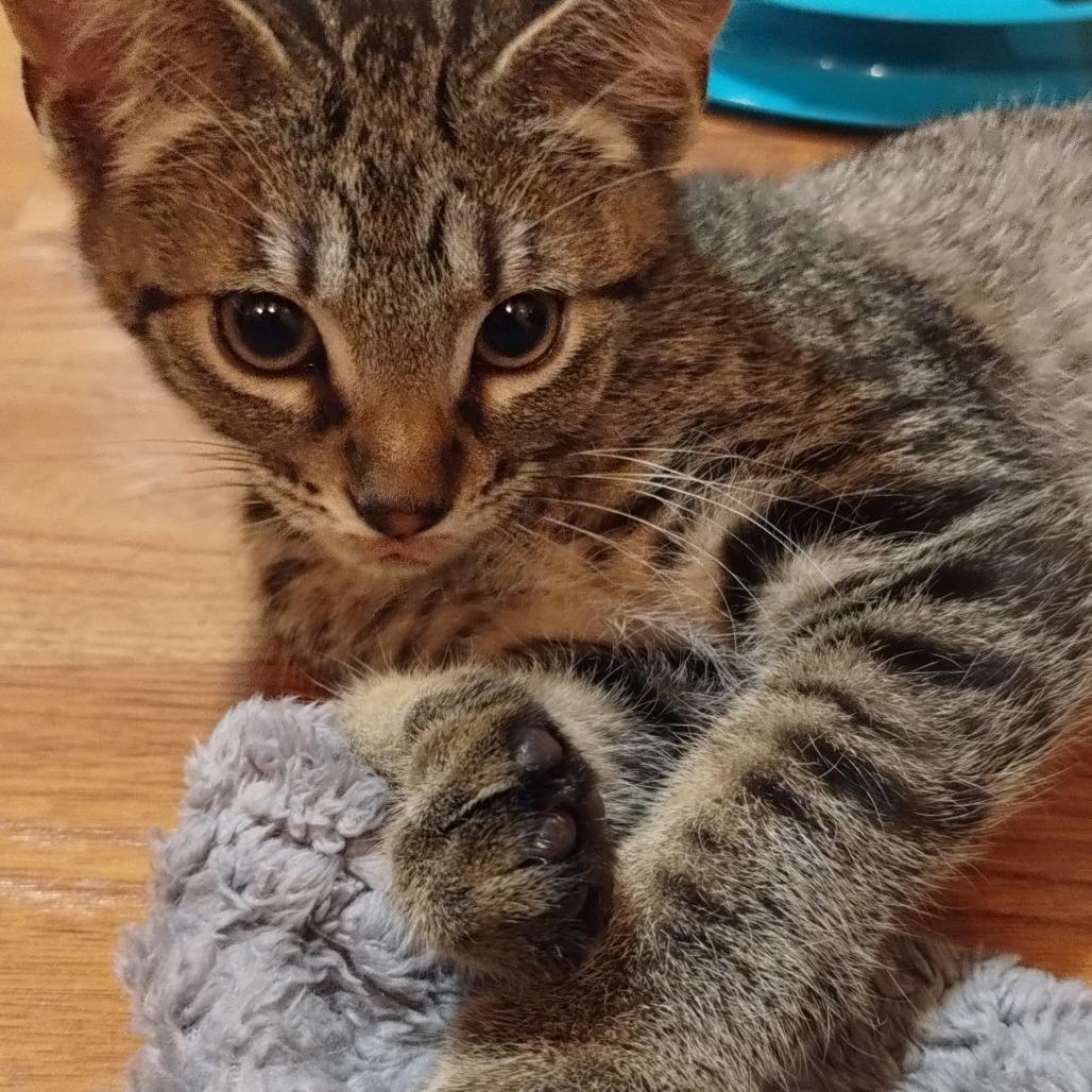 Enlarge Jasper, a Adoptable Domestic Short Hair in Ferndale, WA image 1/3