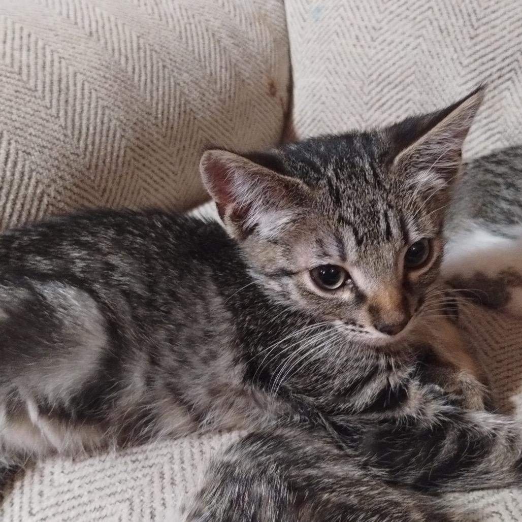 Enlarge Jasper, a Adoptable Domestic Short Hair in Ferndale, WA image 3/3