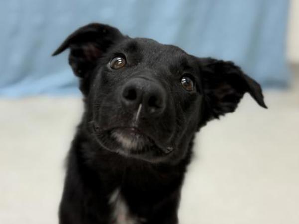 Olive — thumbnail 2