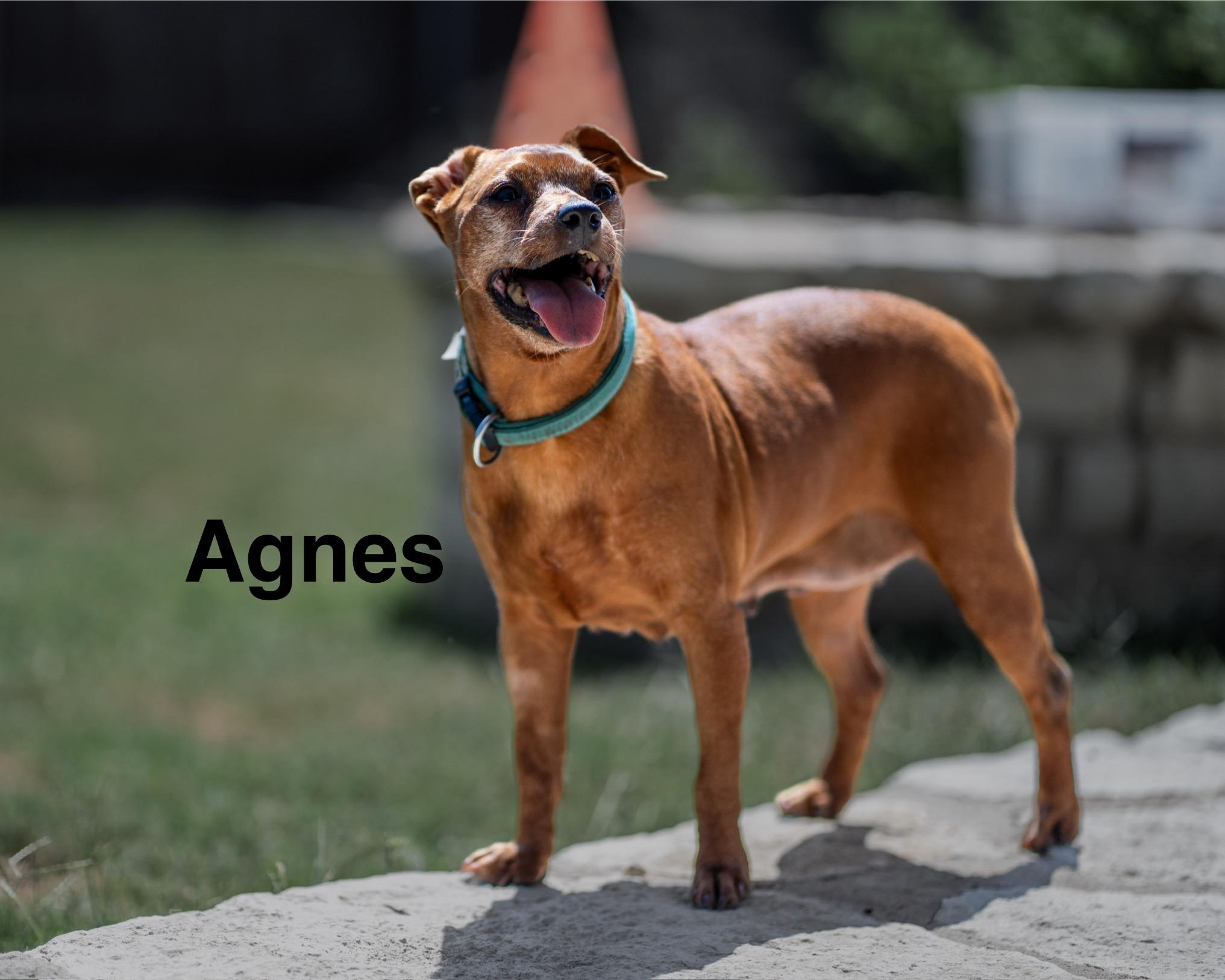 Enlarge Agnes and Betty, a Adopted mixed breed in Austin, TX image 3/6