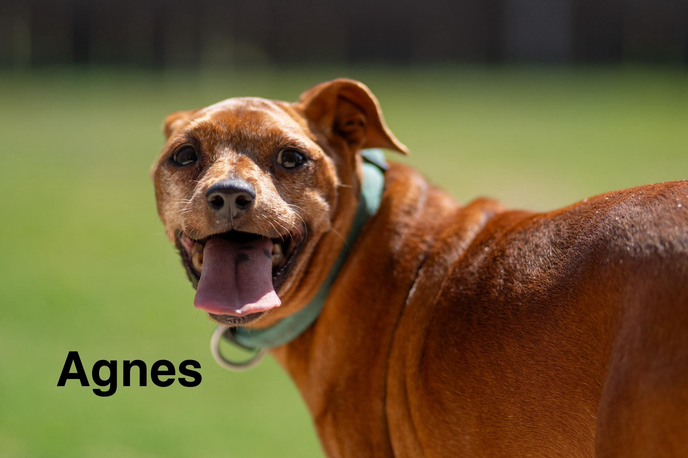 Enlarge Agnes and Betty, a Adopted mixed breed in Austin, TX image 4/6
