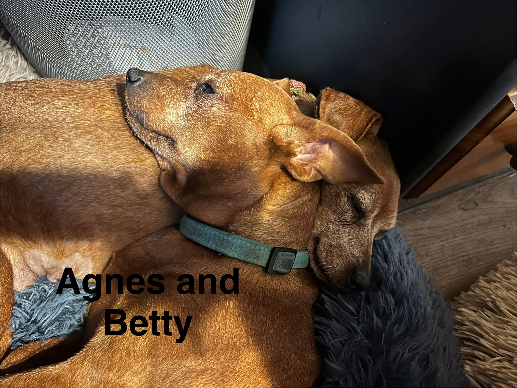 Enlarge Agnes and Betty, a Adopted mixed breed in Austin, TX image 5/6