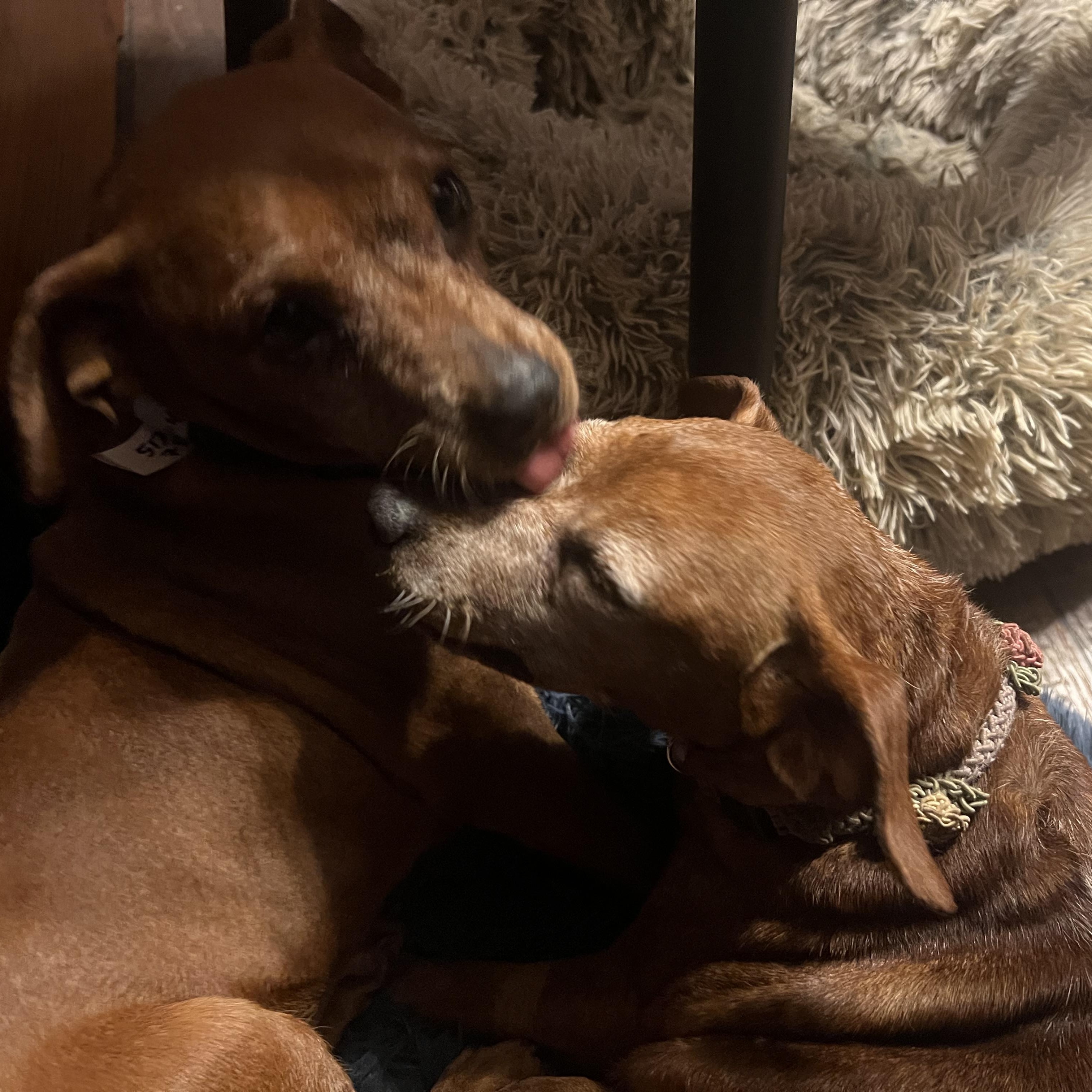 Enlarge Agnes and Betty, a Adopted mixed breed in Austin, TX image 6/6