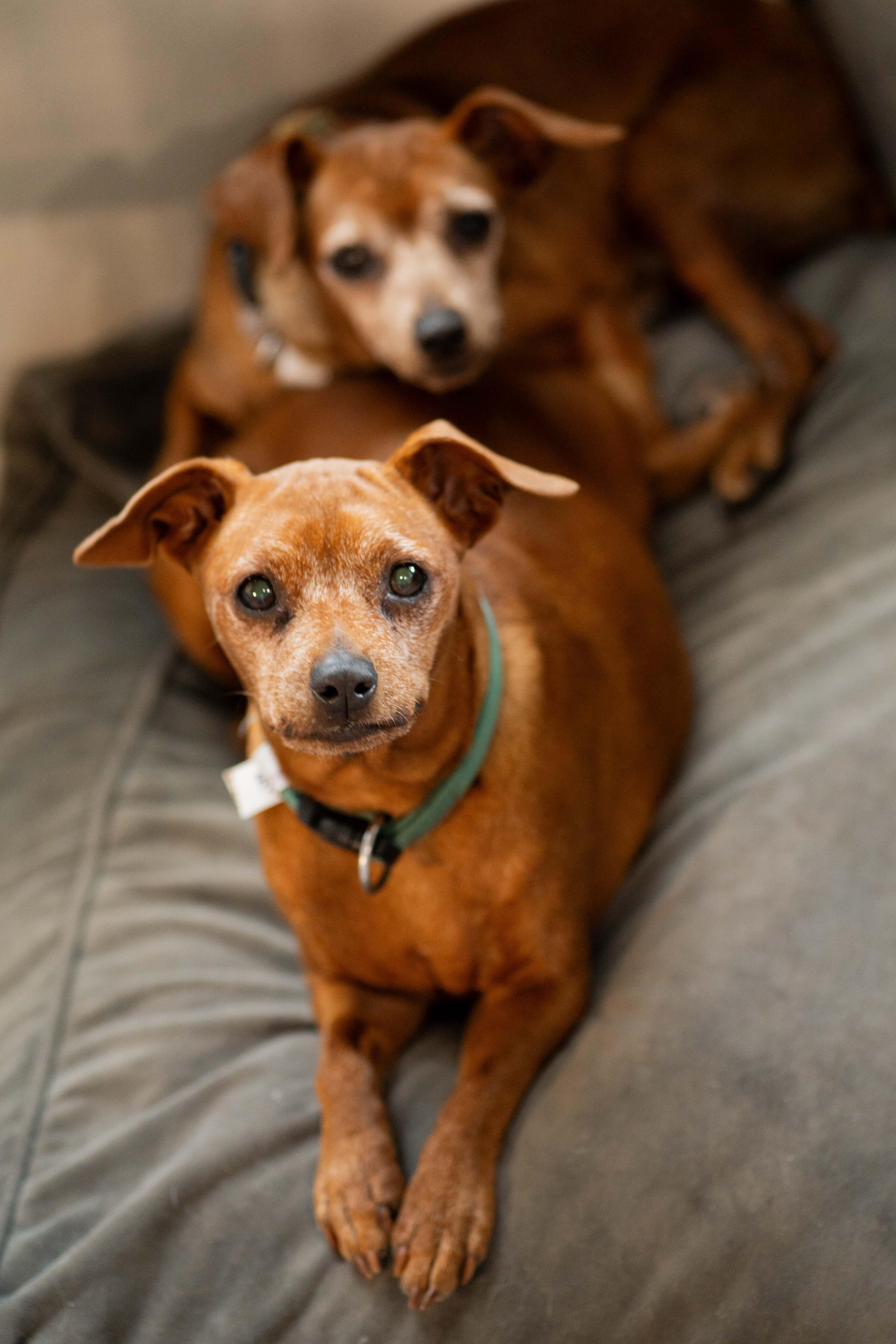 Enlarge Agnes and Betty, a Adopted mixed breed in Austin, TX image 1/6