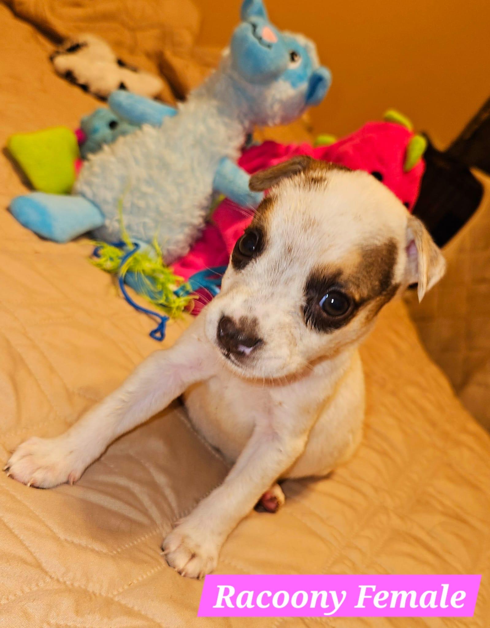 Dog for adoption Sloane, an Australian Cattle Dog / Blue Heeler