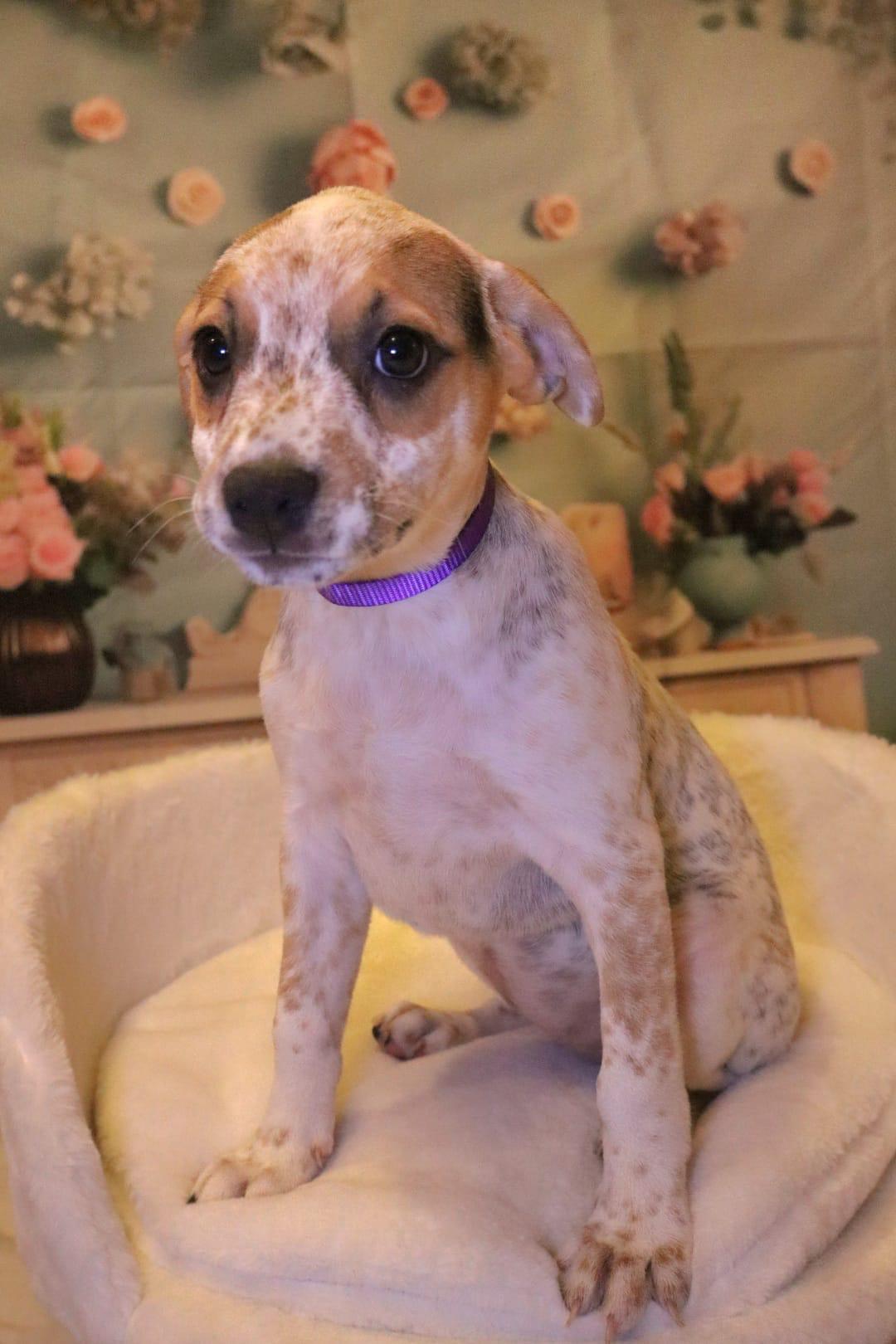 Dog for adoption Sloane, an Australian Cattle Dog / Blue Heeler
