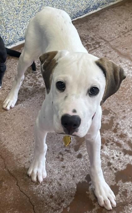 Andy, a Adoptable Mixed Breed in Stanwood, WA image 2/3