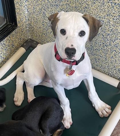 Andy, a Adoptable Mixed Breed in Stanwood, WA image 3/3