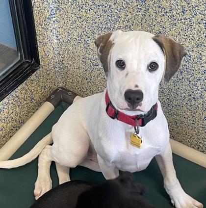 Andy, Adoptable, Puppy Male Mixed Breed.