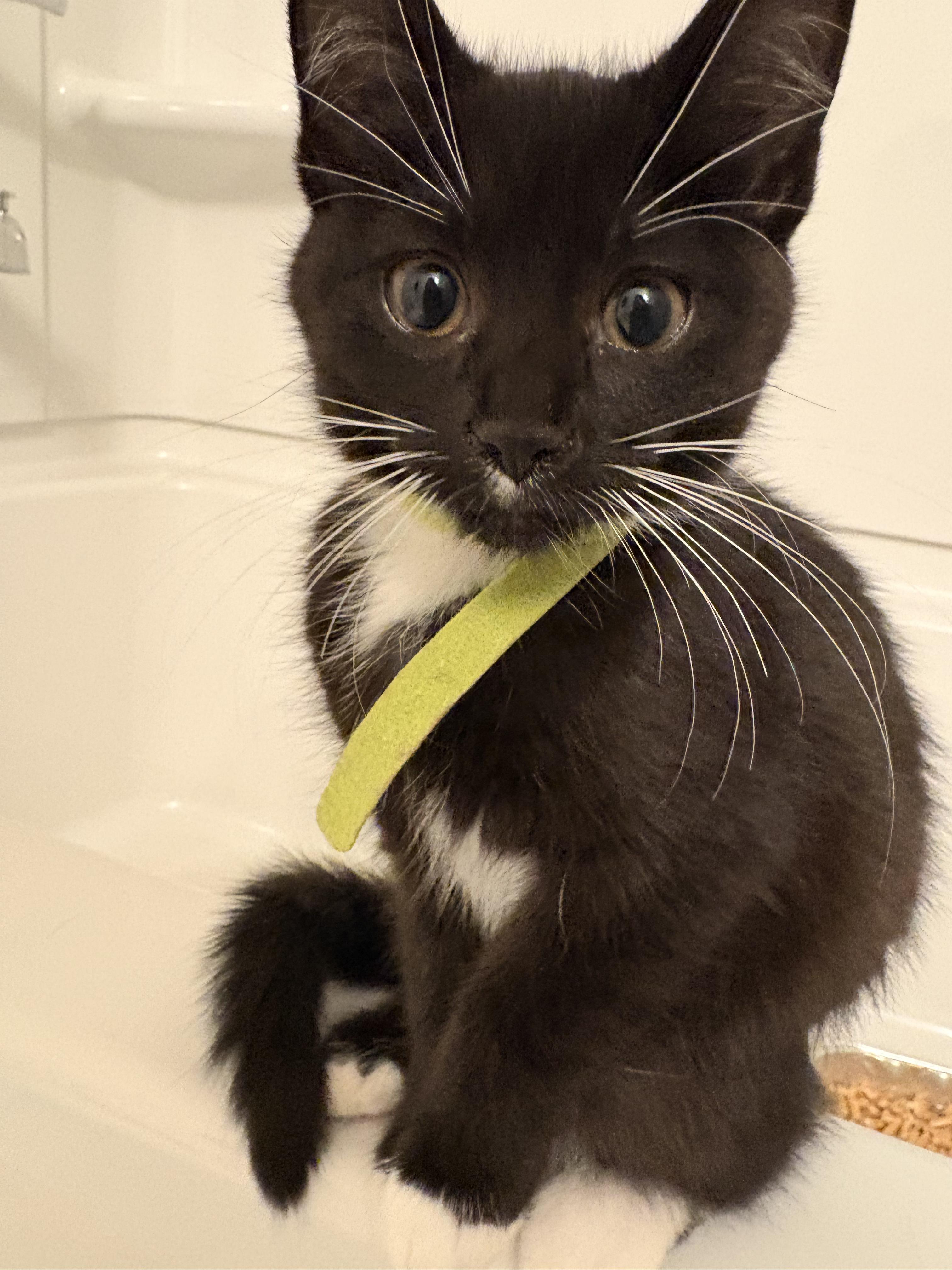 Lime, ADOPTABLE, Kitten Female Tuxedo.