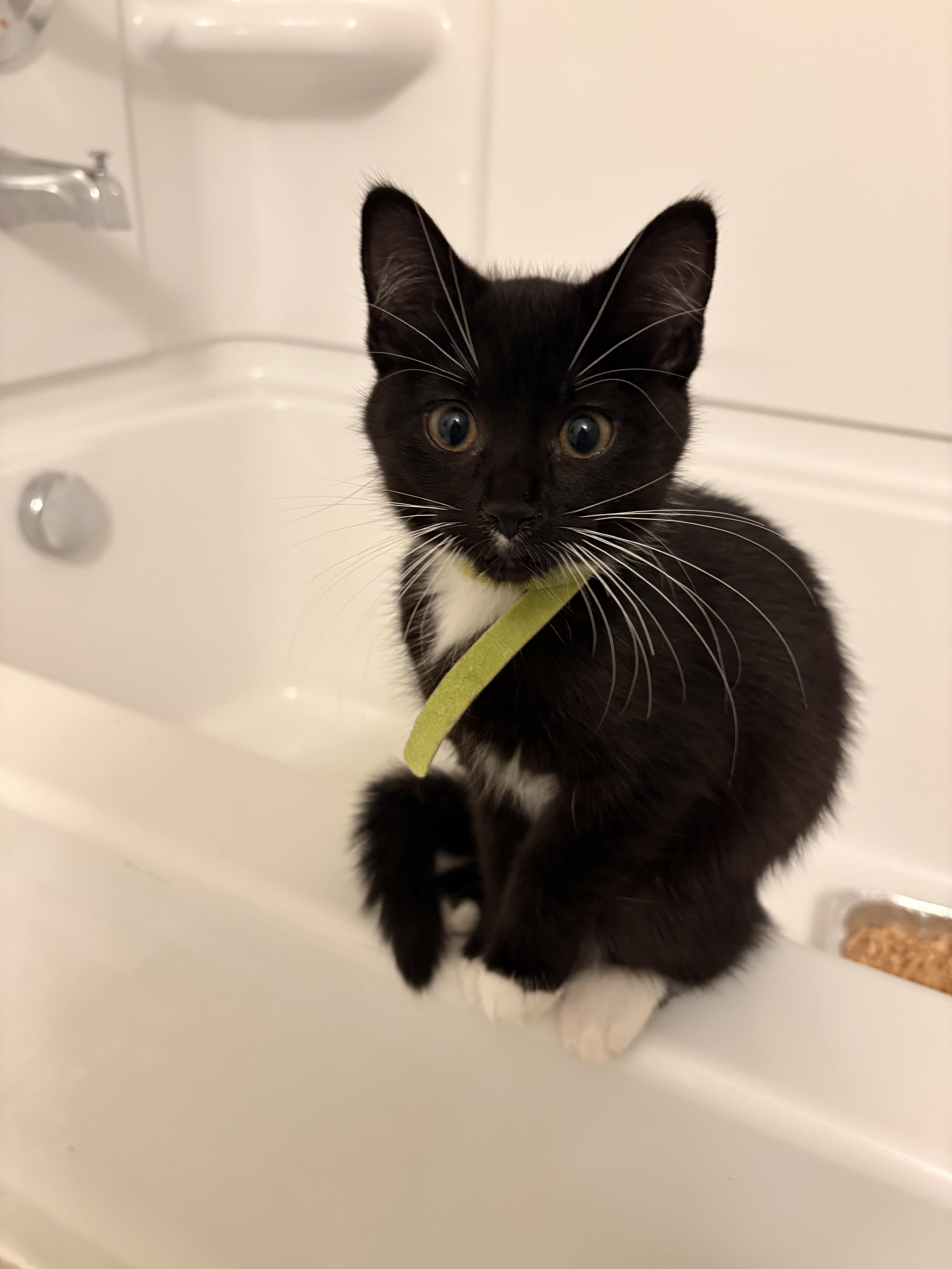 Enlarge Lime, a ADOPTABLE Tuxedo in Columbus, OH image 3/5