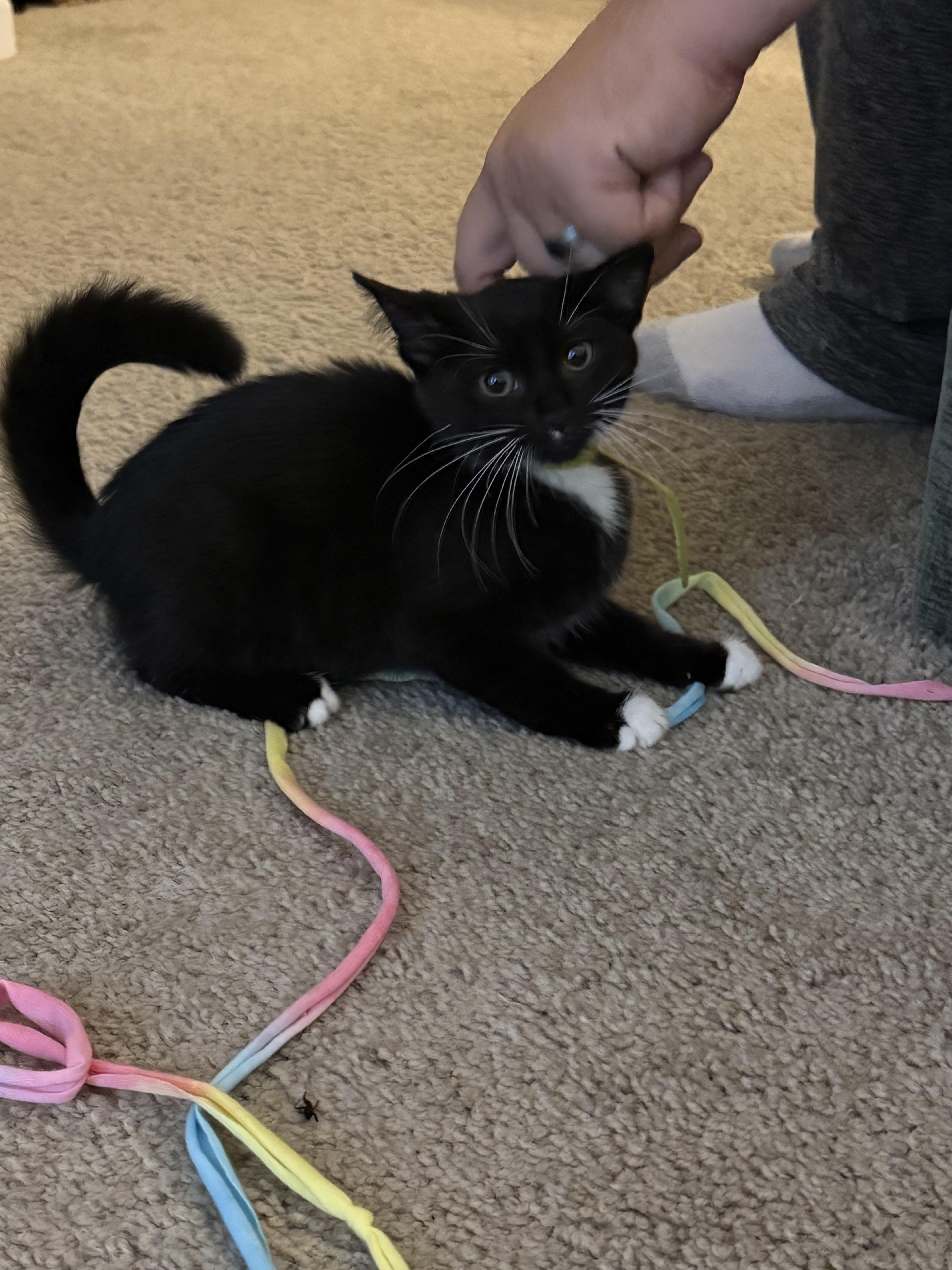 Enlarge Lime, a ADOPTABLE Tuxedo in Columbus, OH image 4/5