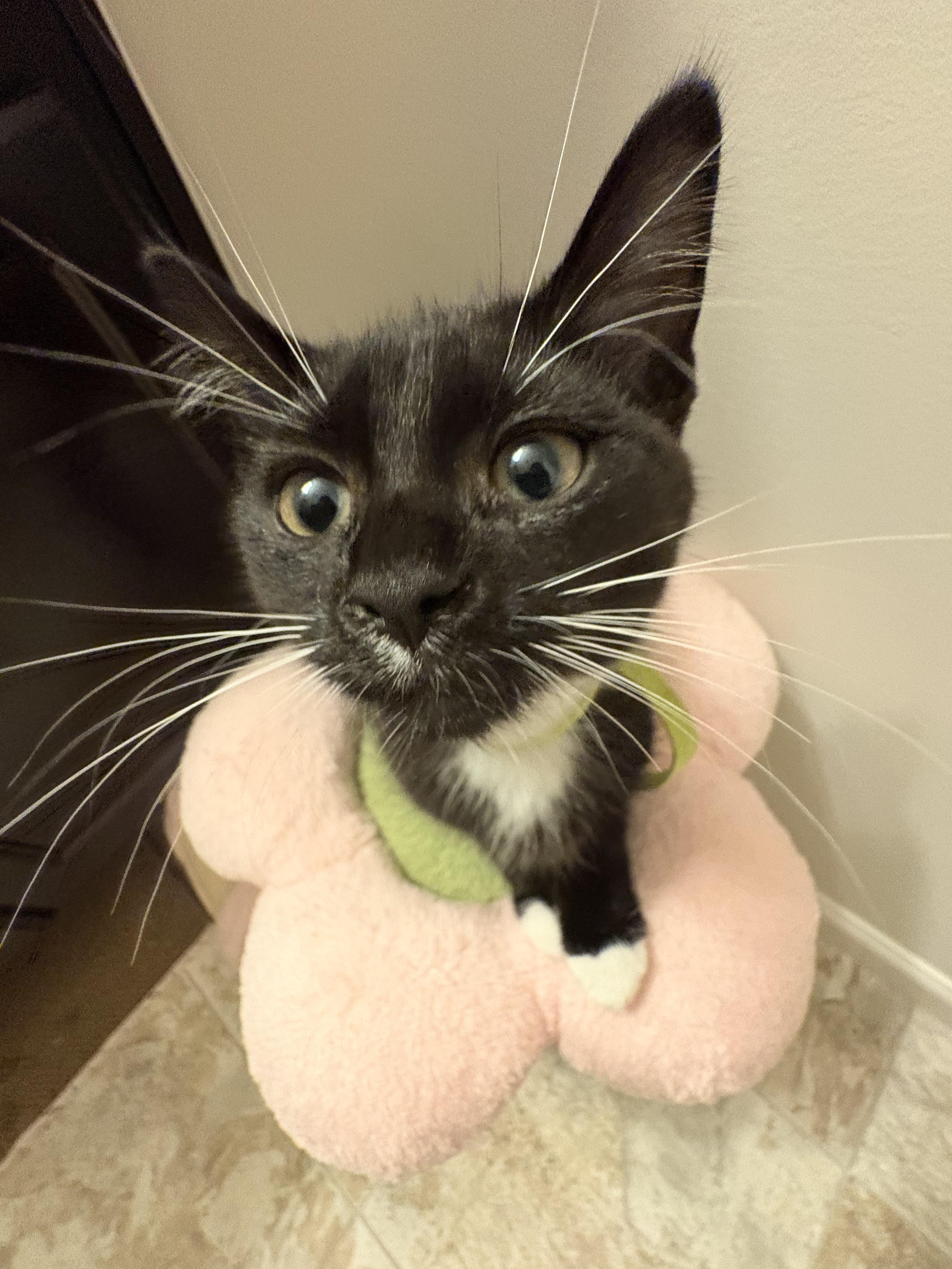 Enlarge Lime, a ADOPTABLE Tuxedo in Columbus, OH image 5/5