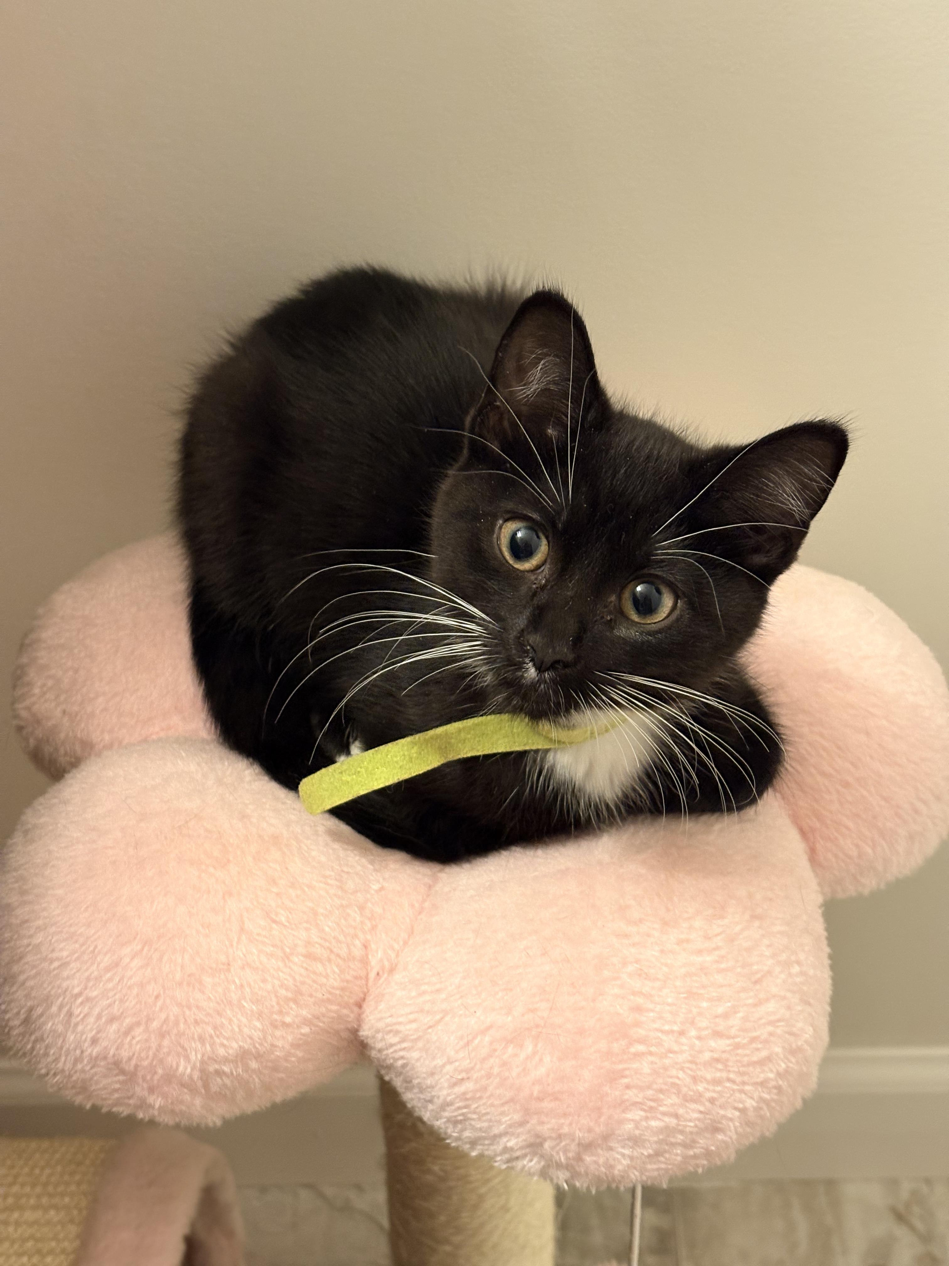 Enlarge Lime, a ADOPTABLE Tuxedo in Columbus, OH image 2/5