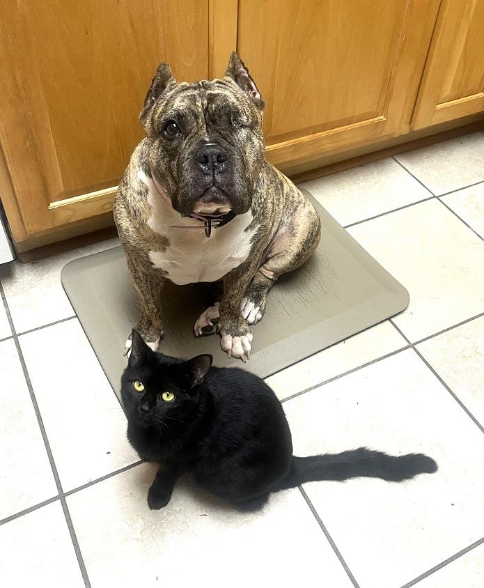 Enlarge PRAIRIE DAWN, a ADOPTABLE Domestic Short Hair in Pegram, TN image 5/6