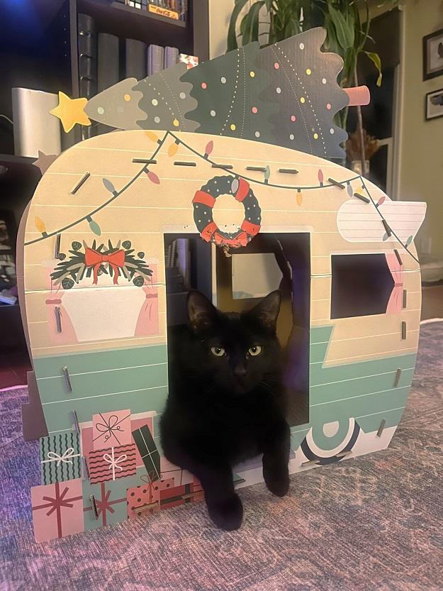 Enlarge PRAIRIE DAWN, a ADOPTABLE Domestic Short Hair in Pegram, TN image 1/6